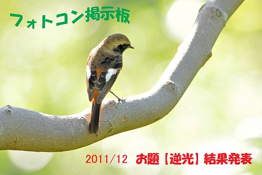 12月 お題【逆光】 結果発表