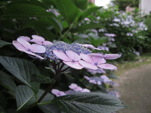 紫陽花のある庭