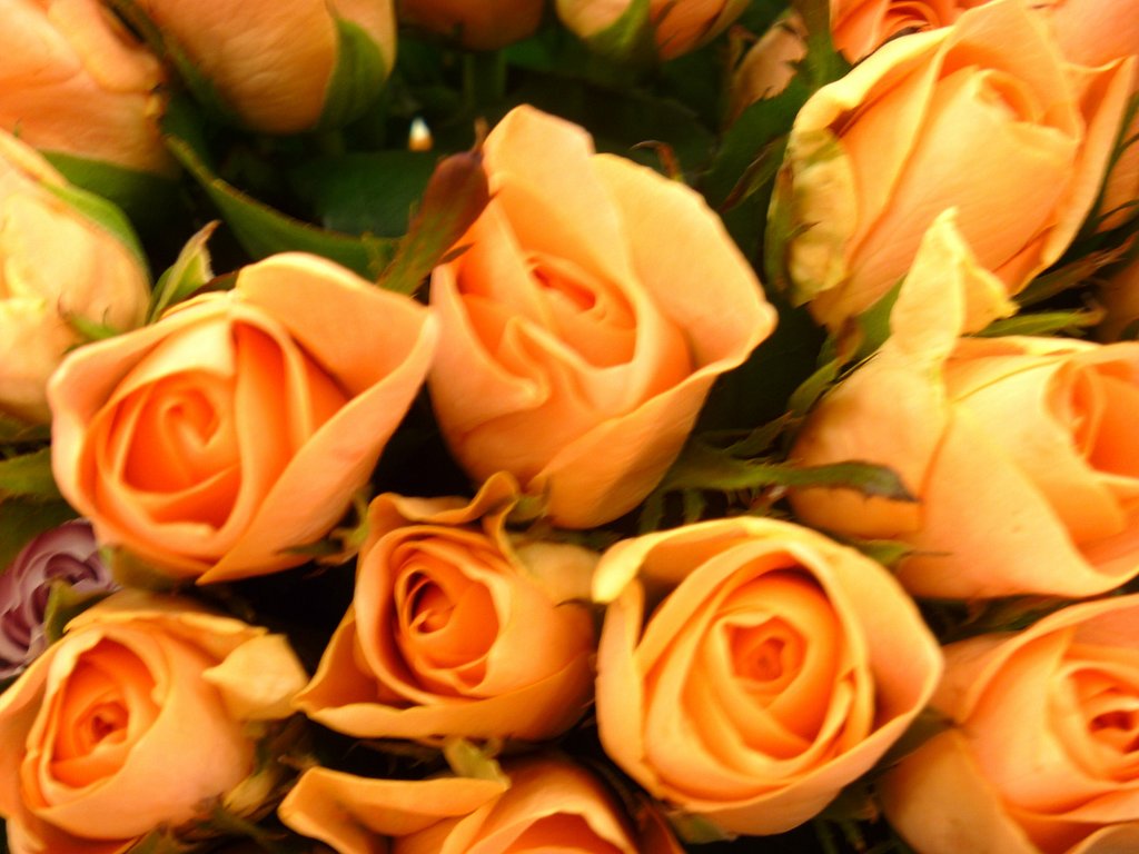 薔薇21