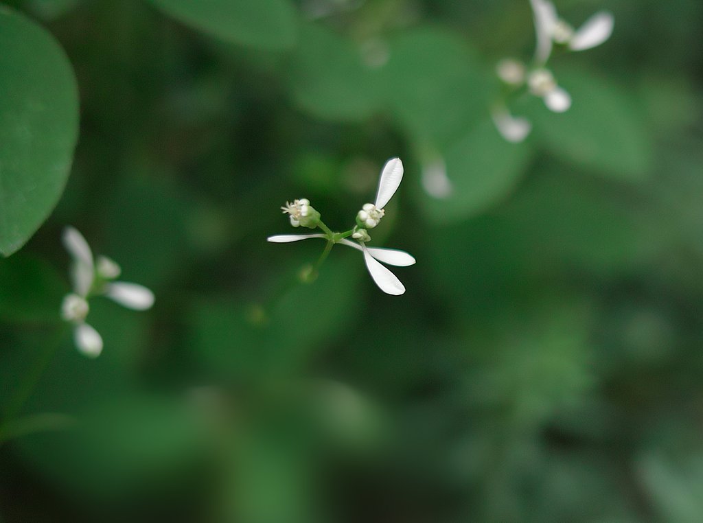 線香花火が燃え尽きる寸前にかすかに