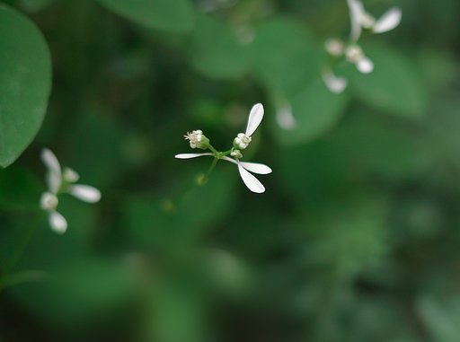 線香花火が燃え尽きる寸前にかすかに
