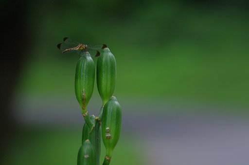 岩手にて：オオウバユリの実