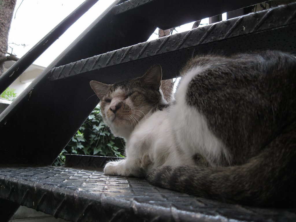 階段の野良2011