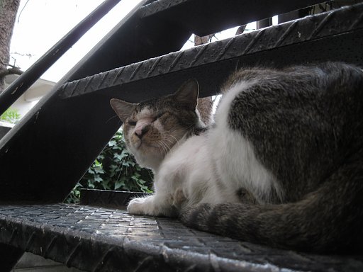 階段の野良2011