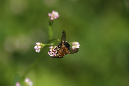 コガネオオハリバエ？