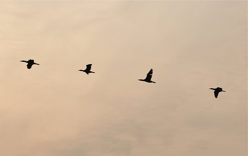 ウ