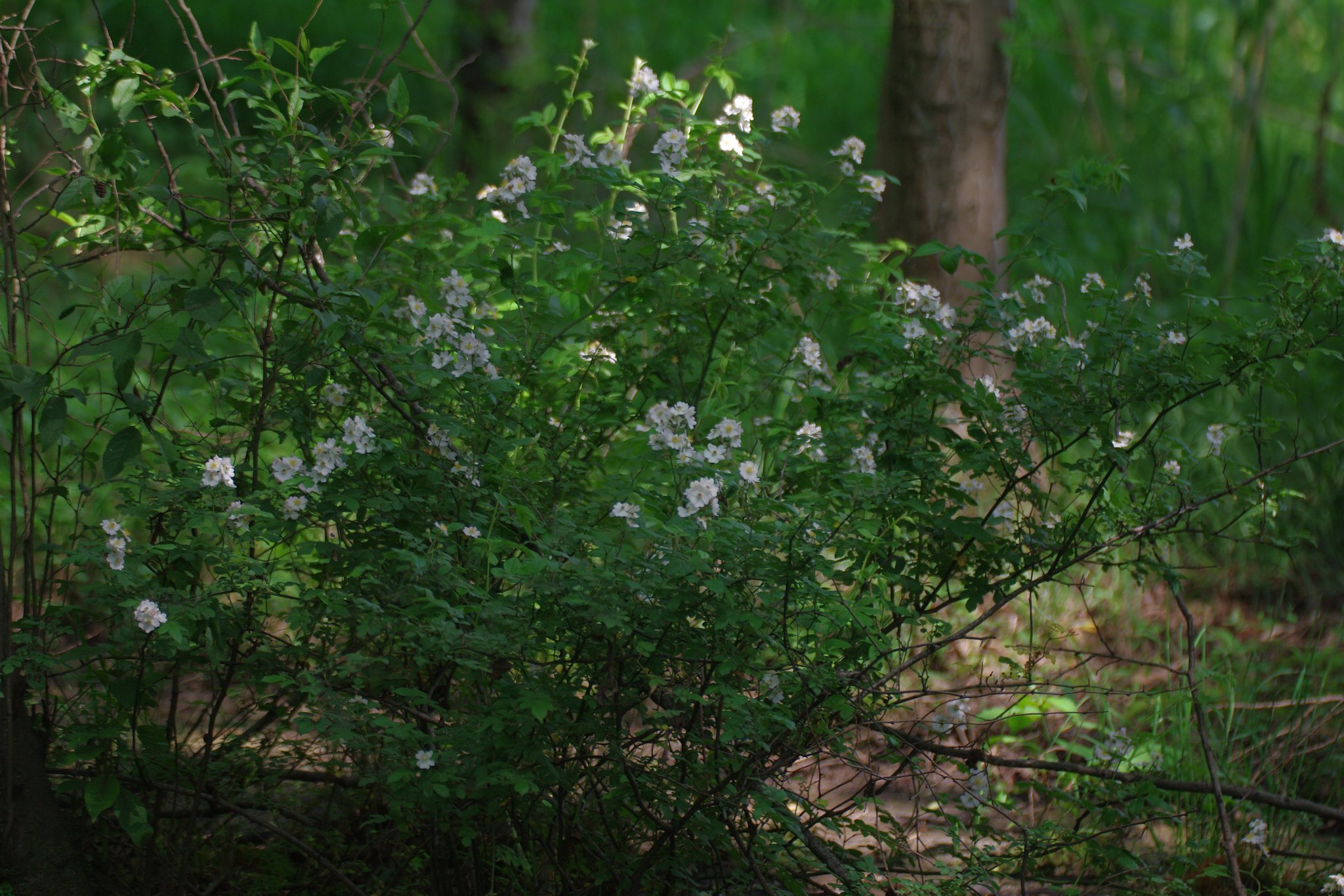 野生の薔薇