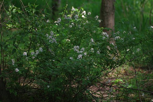 野生の薔薇