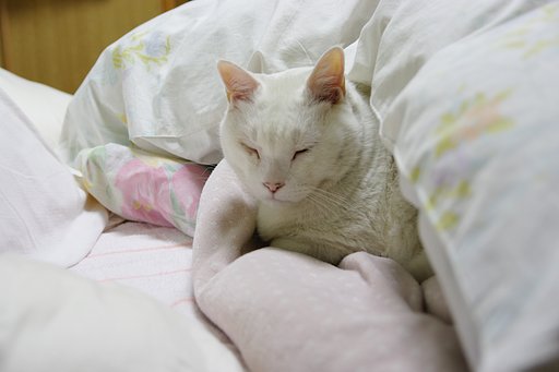 ぬくぬくしてます