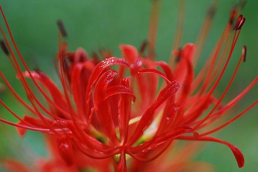 彼岸花②
