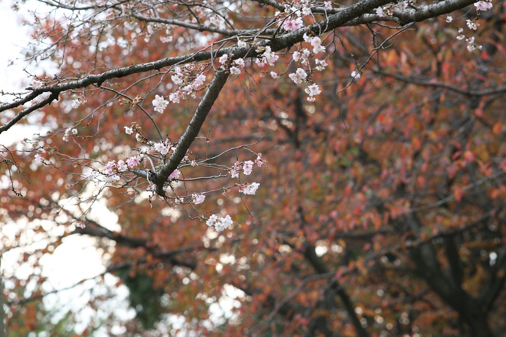 秋の桜