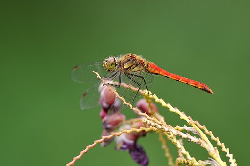ナツアカネ
