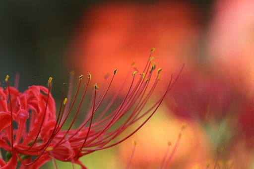彼岸花−Ⅲ