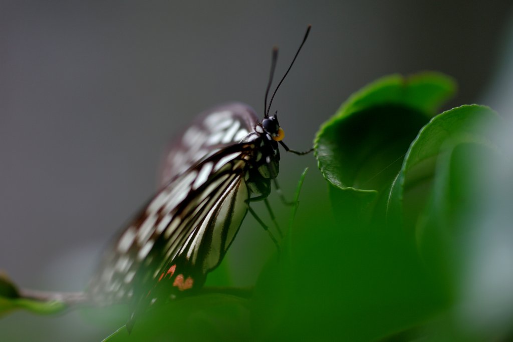 アカボシゴマダラ