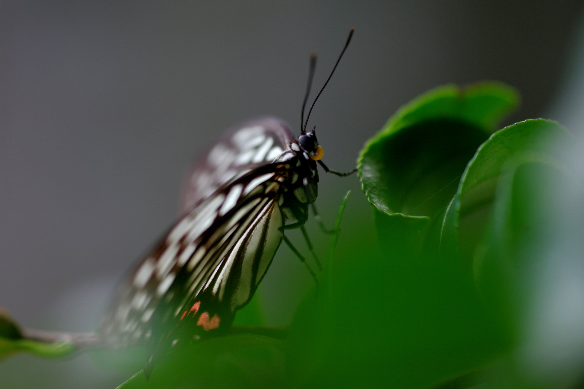 アカボシゴマダラ