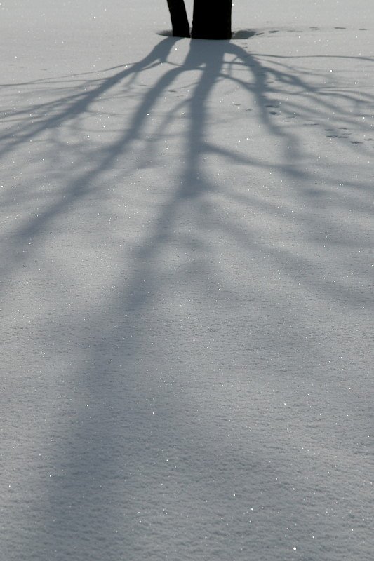 きらめく雪面に