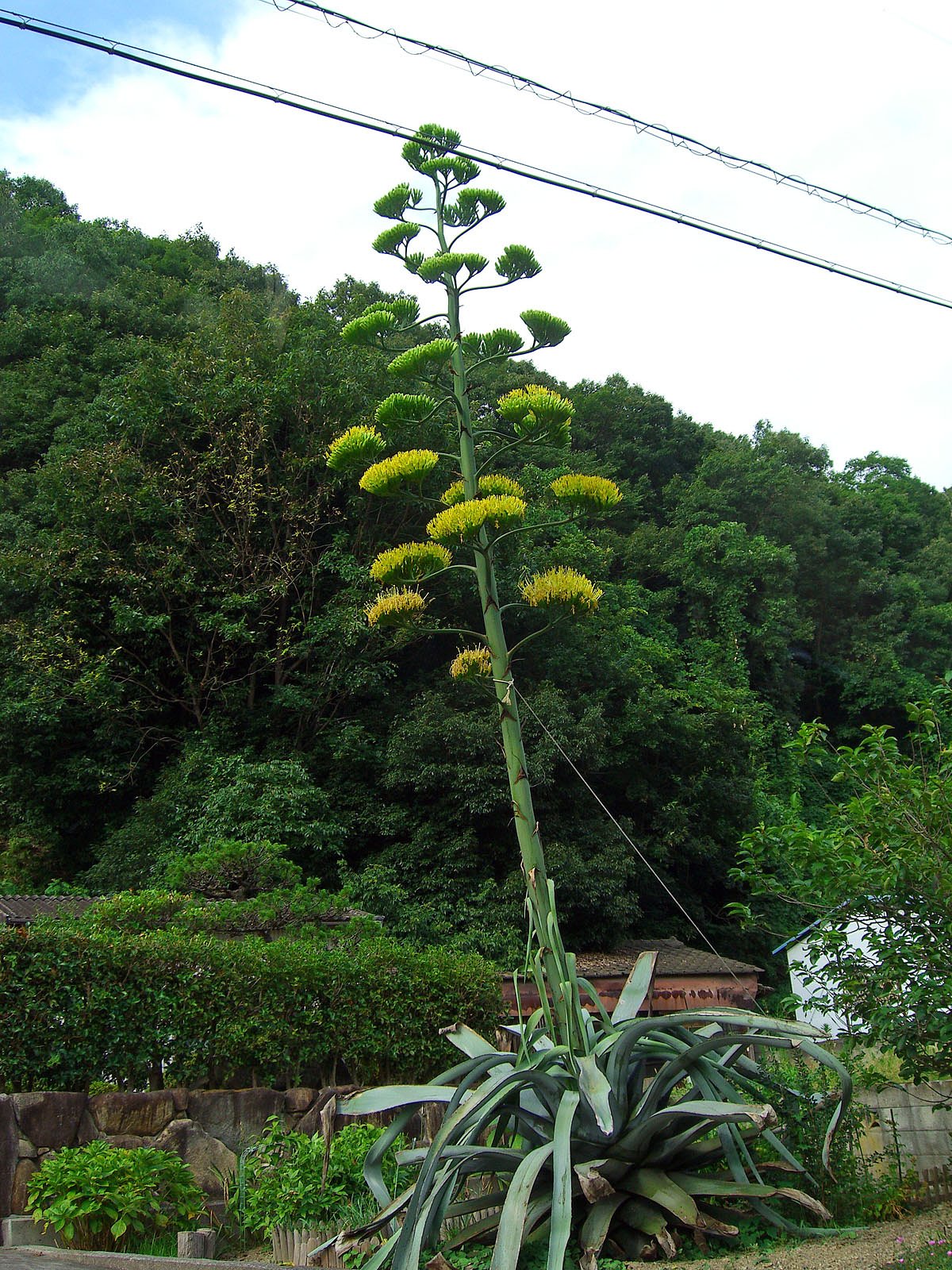 青の竜舌蘭