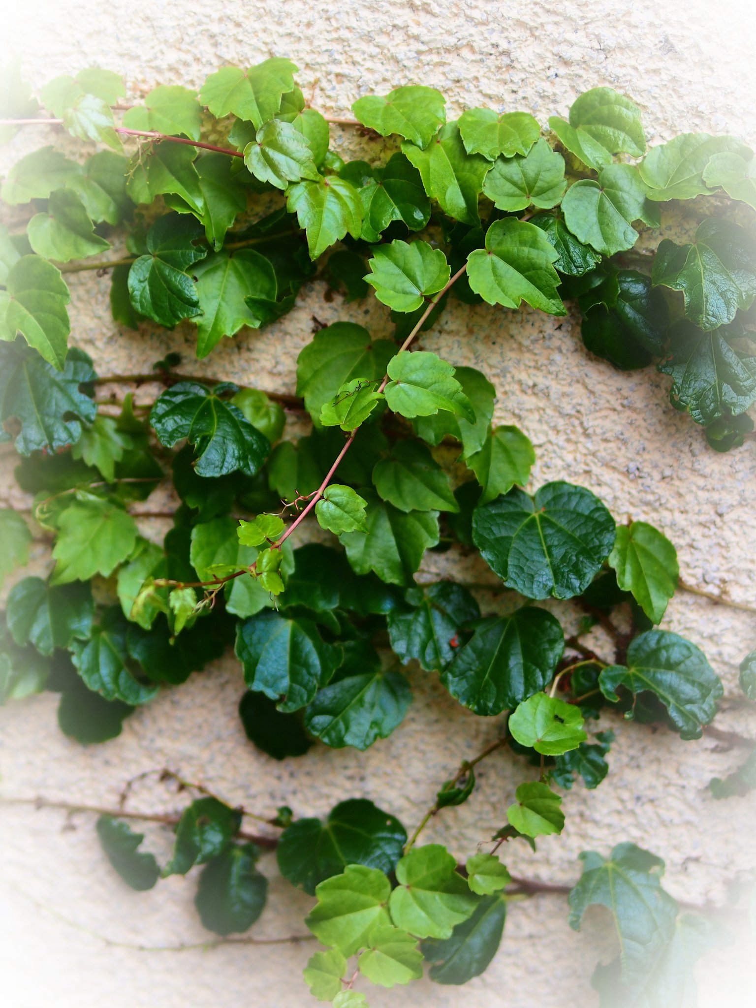 壁【肌】に、アートを！