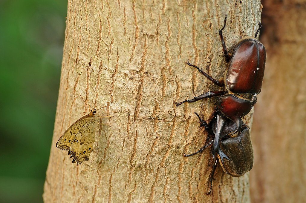 カブトムシ&サトキマダラヒカゲ