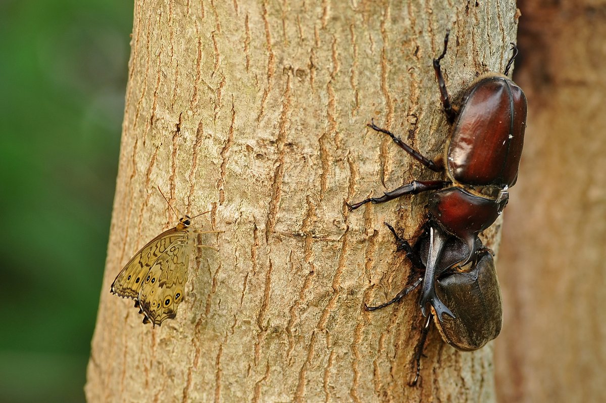 カブトムシ&サトキマダラヒカゲ