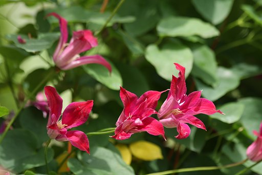 6月13日の写真