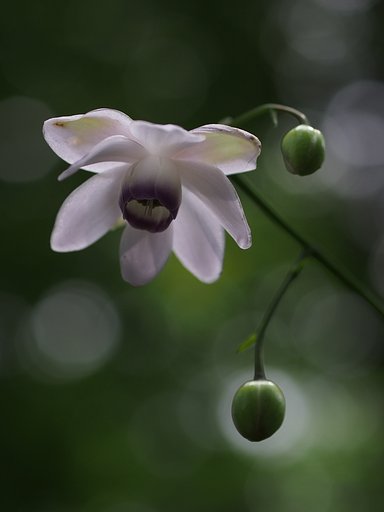 森中に、ほの灯り