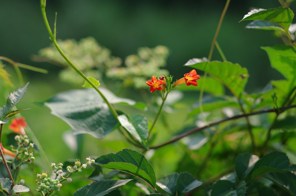 PENTAX70mmF2.4Limited　で撮る