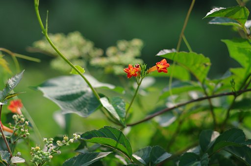 PENTAX70mmF2.4Limited　で撮る