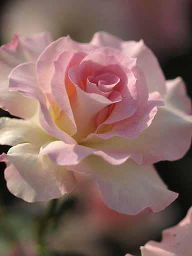 神代植物公園「バラウィーク」その1