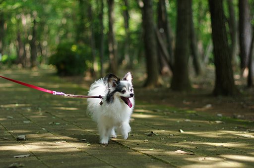 久しぶりの公園
