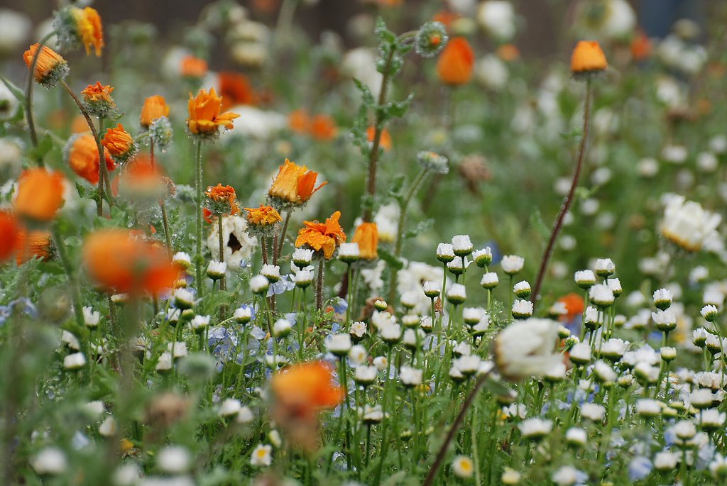 花のカーテン＃３