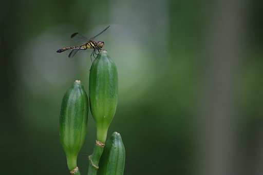 すべすべした緑色の【肌】