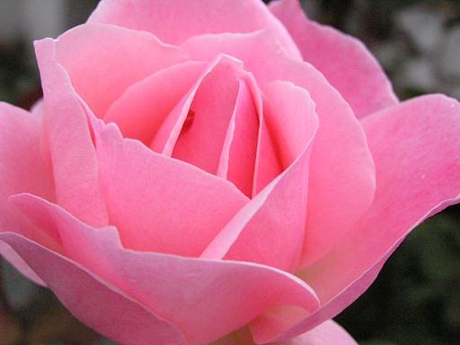 秋薔薇・・・