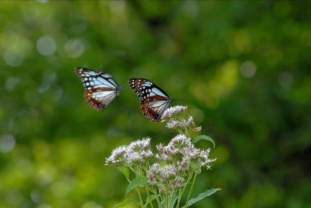 アサギマダラ