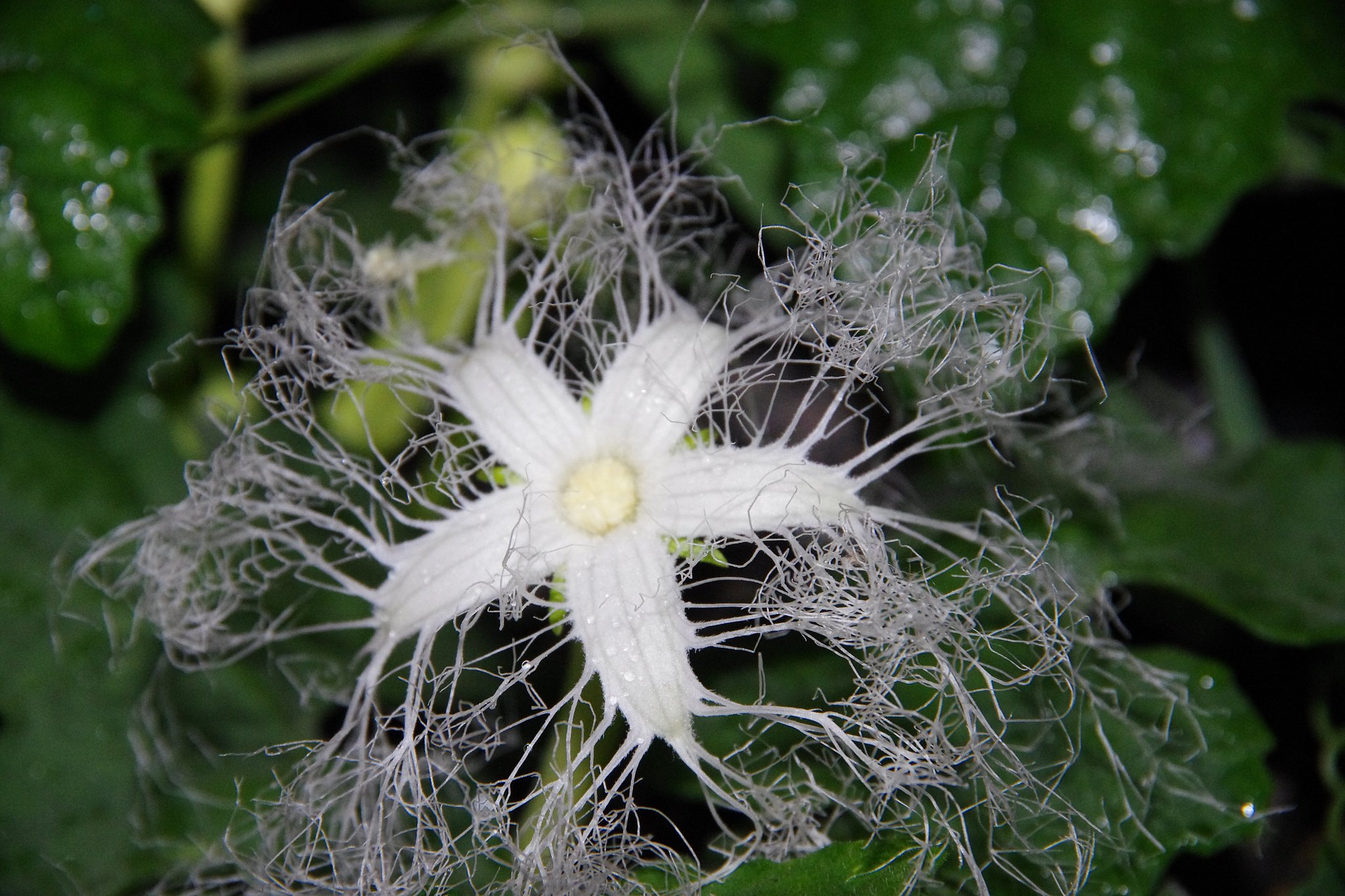 からすうりの花