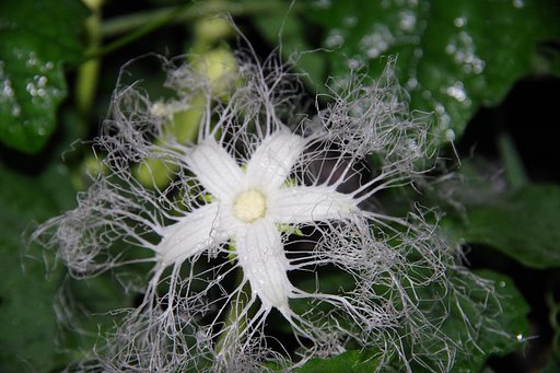 からすうりの花