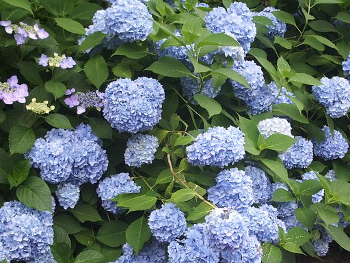 紫陽花4