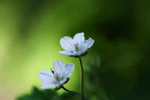 庭に咲く野草