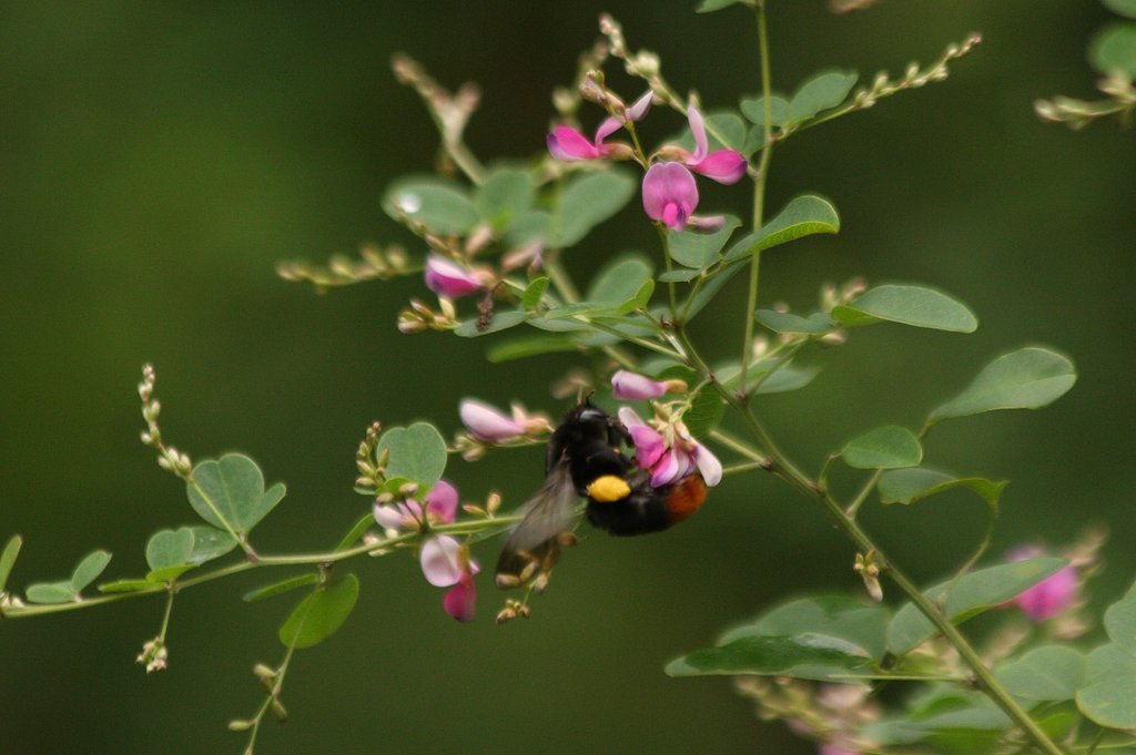 山萩の蜂