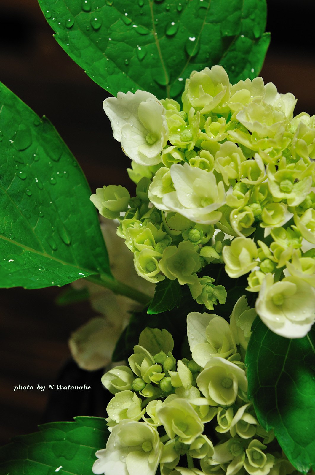家で紫陽花・・・