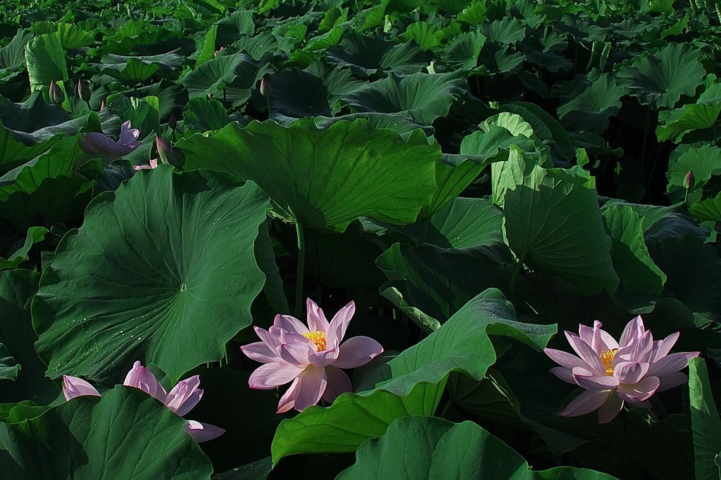 花はす田