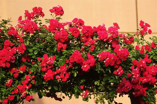 薔薇