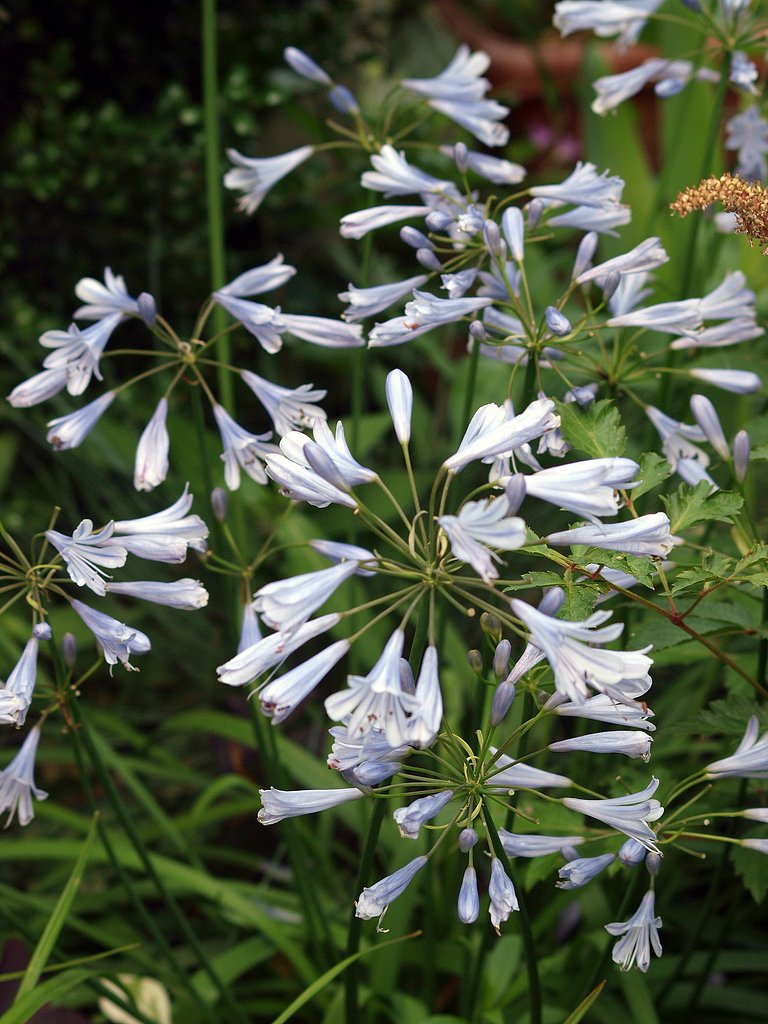 【縦撮り】1庭の花