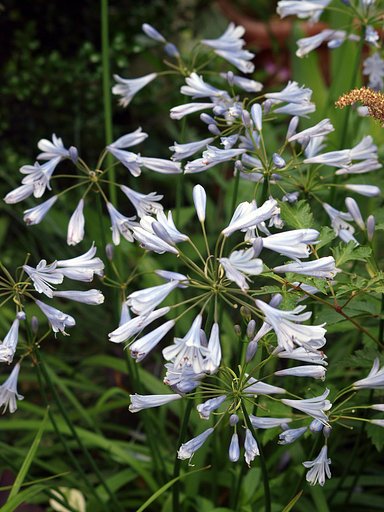 【縦撮り】1庭の花