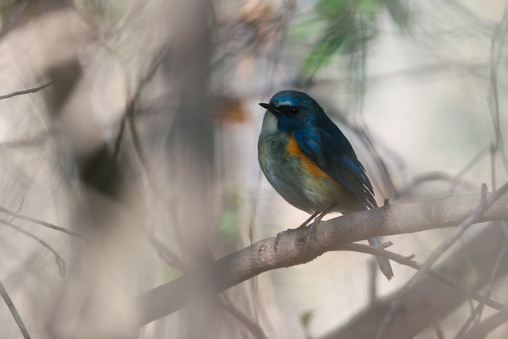 青い鳥
