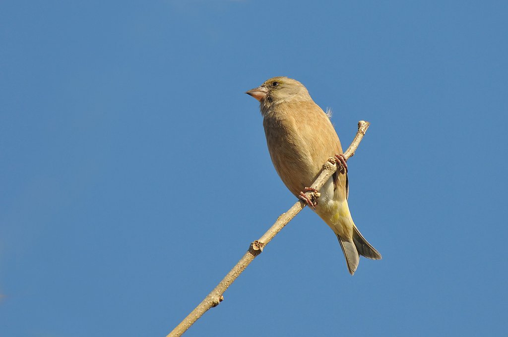 カワラヒワ♀