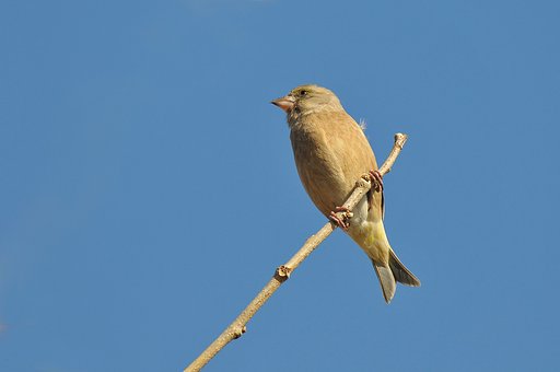 カワラヒワ♀
