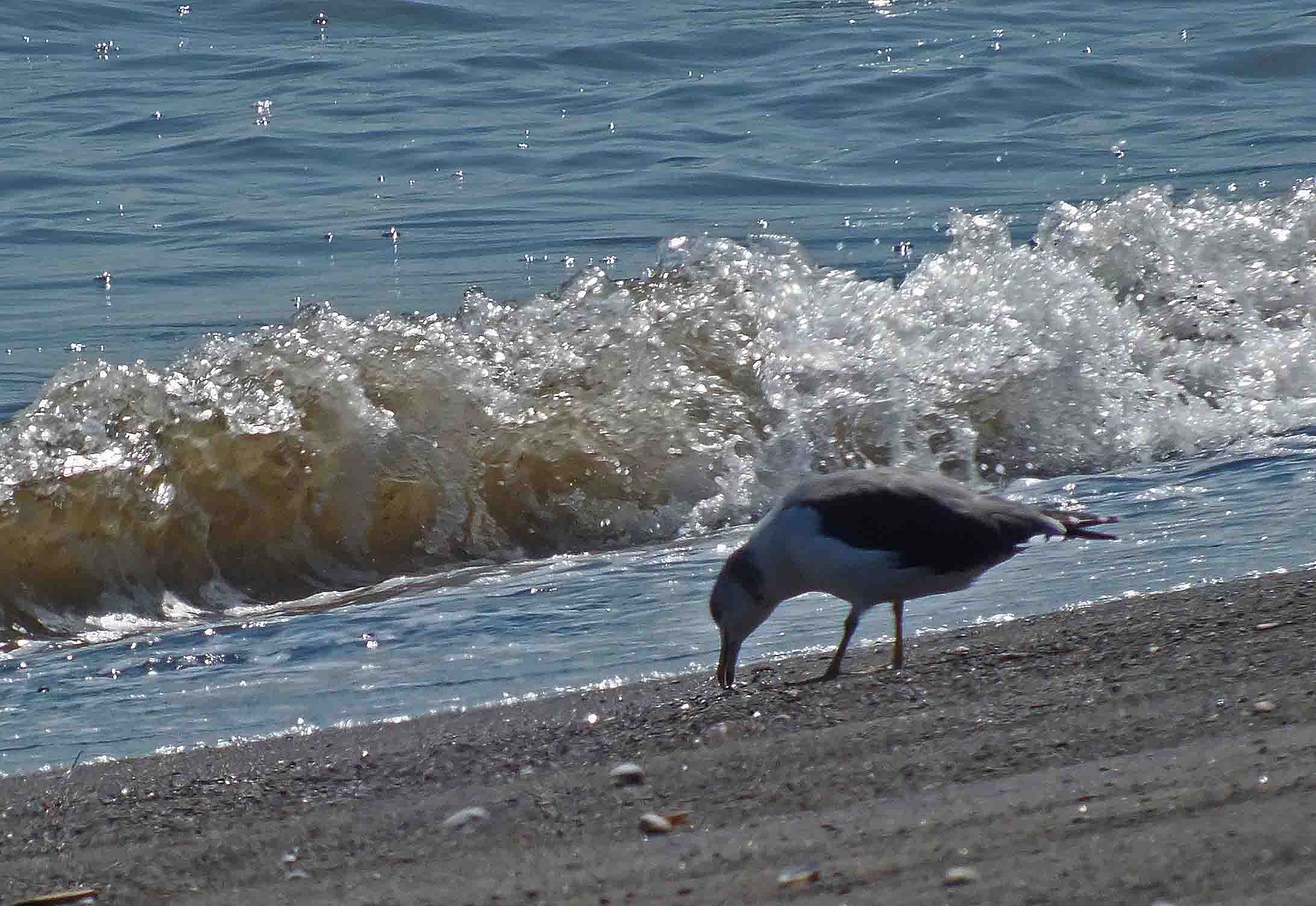 海鳥
