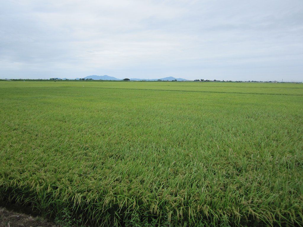 新潟平野