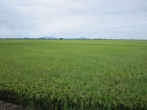 新潟平野